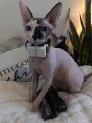 Lost Female Cat last seen Last seen near W Canal Dr & N Orquidea Ave, San Luis, AZ 85336., San Luis, AZ 85349