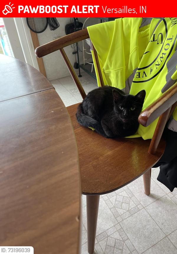 Lost Female Cat last seen Intersection of tanglewood and fern street, Versailles, IN 47042