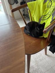 Lost Female Cat last seen Intersection of tanglewood and fern street, Versailles, IN 47042