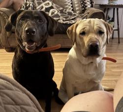 Reunited Male Dog last seen Near Wrenn Rd, Prospect Hill, NC 27314, USA, Prospect Hill, NC 27314