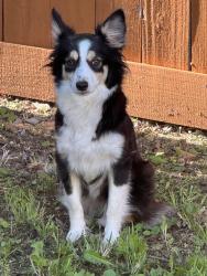 Reunited Female Dog last seen Near Mallard Dr, Lewisville, TX 75077, USA, Lewisville, TX 75077