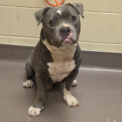 Shelter Stray Male Dog last seen , 3428 S Jenkins Ave, Norman, OK 73072, USA