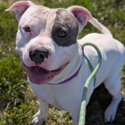 Shelter Stray Male Dog last seen , 800 Southwest Dr, Cheyenne, WY 82007, USA