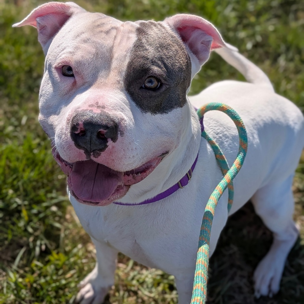 Shelter Stray Male Dog last seen , 800 Southwest Dr, Cheyenne, WY 82007, USA