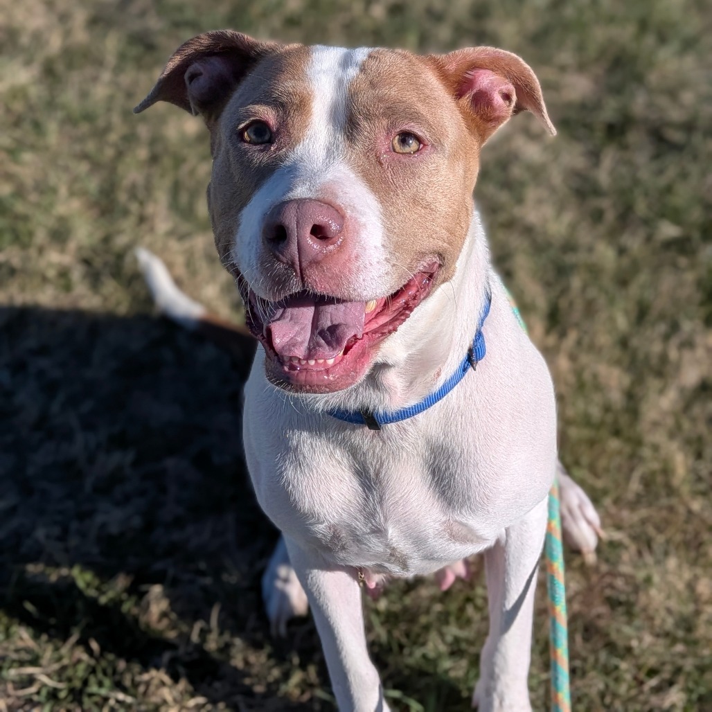 Shelter Stray Female Dog last seen , 800 Southwest Dr, Cheyenne, WY 82007, USA