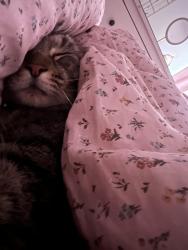 Reunited Male Cat last seen Didsbury park off Gillbrook Road, Didsbury, England 