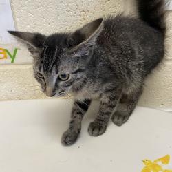 Shelter Stray Male Cat last seen , 2350 Appling City Cove, Memphis, TN 38133, USA