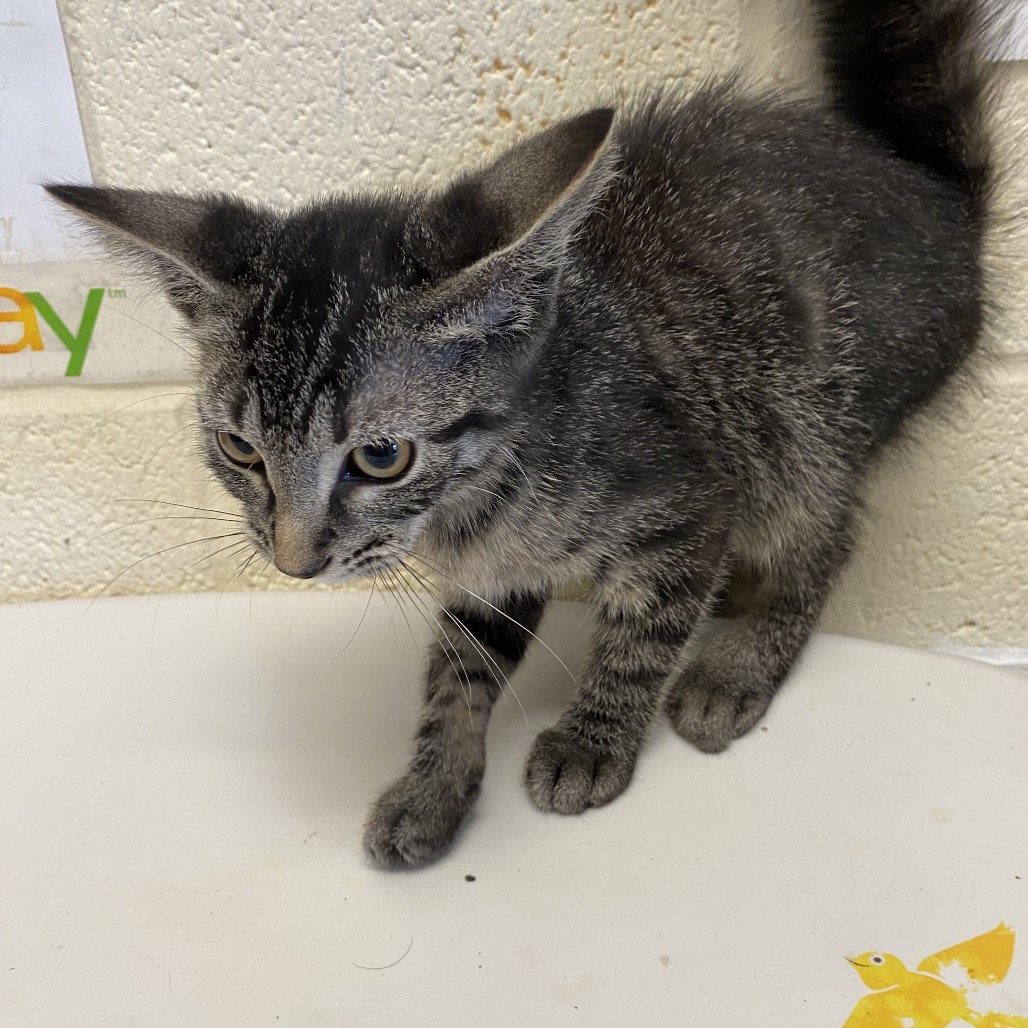 Shelter Stray Male Cat last seen , 2350 Appling City Cove, Memphis, TN 38133, USA