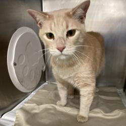 Shelter Stray Male Cat last seen , 2350 Appling City Cove, Memphis, TN 38133, USA