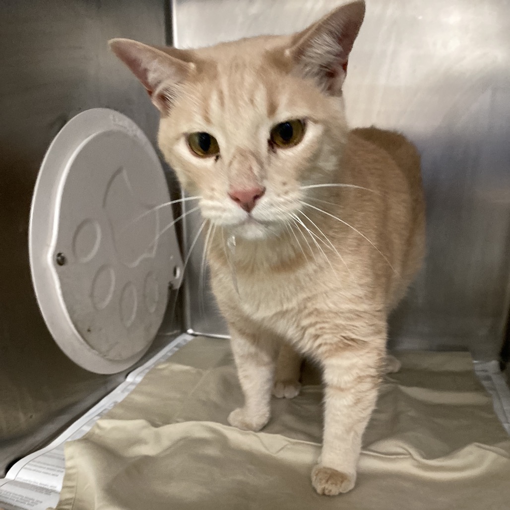 Shelter Stray Male Cat last seen , 2350 Appling City Cove, Memphis, TN 38133, USA