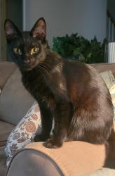 Reunited Female Cat last seen Fairfax Village South, Patton Rd & Carrollton Dr, Harrisburg, PA 17112