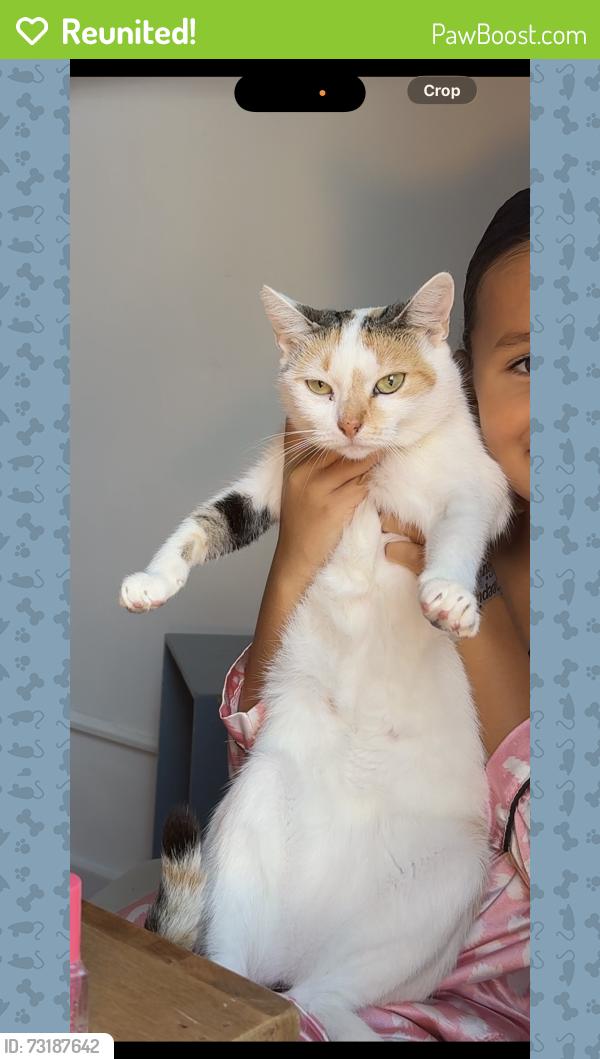 Reunited Female Cat last seen Weehawken 3408 Park Ave, Weehawken Township, NJ 07086