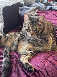 Lost Male Cat last seen Adams ave and Oswego, Huntington Beach, CA 92648