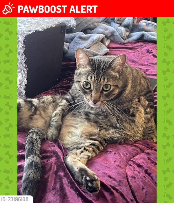 Lost Male Cat last seen Adams ave and Oswego, Huntington Beach, CA 92648
