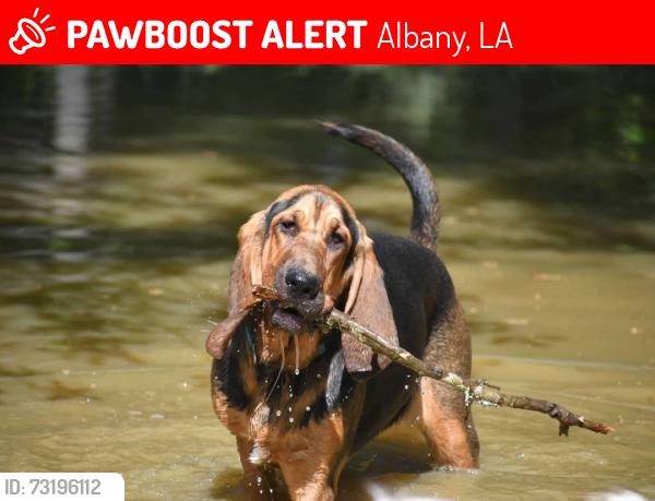 Lost Male Dog last seen Near Lonnie ln Albany, la 70711, Albany, LA 70711