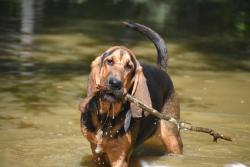 Lost Male Dog last seen Near Lonnie ln Albany, la 70711, Albany, LA 70711