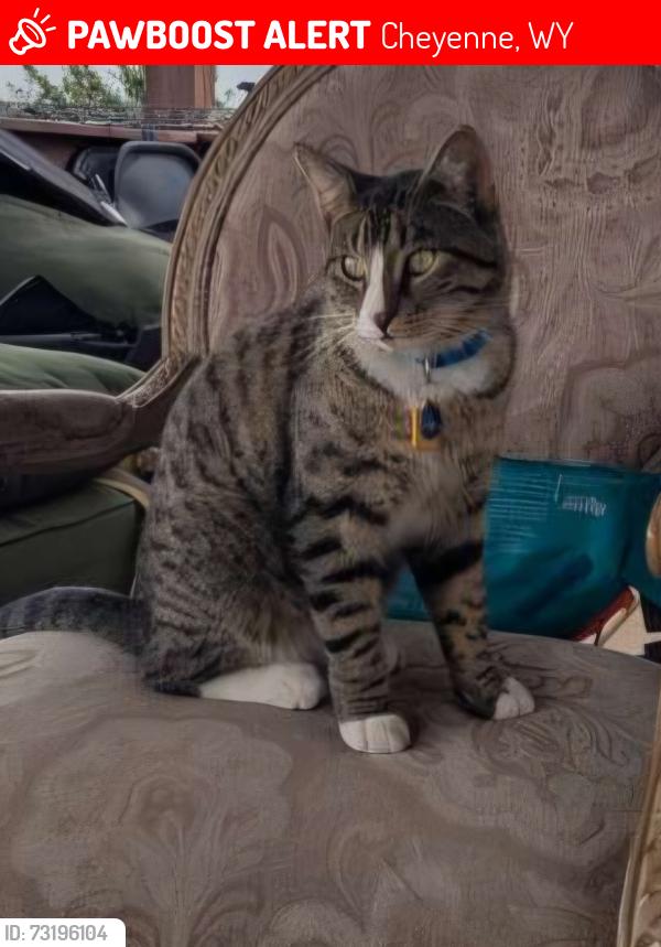 Lost Male Cat last seen Fox farm area, Cheyenne, WY 82007