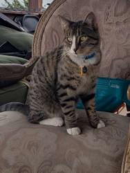 Lost Male Cat last seen Fox farm area, Cheyenne, WY 82007