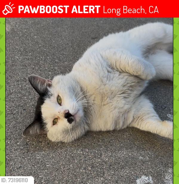Lost Male Cat last seen E. 14th and Lee, Long Beach, CA 90804