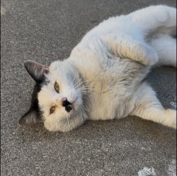 Lost Male Cat last seen E. 14th and Lee, Long Beach, CA 90804