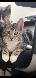 Lost Male Cat last seen Buffalo Rd & Deer Creek Loop, Ontario, CA 91761