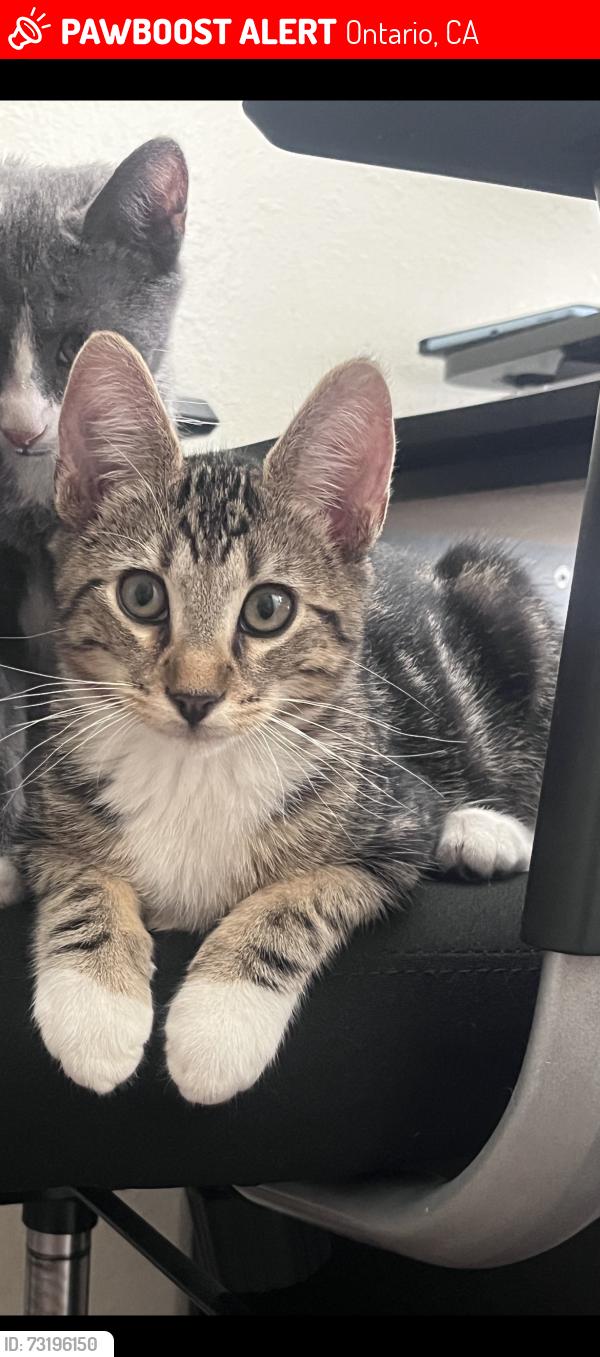 Lost Male Cat last seen Buffalo Rd & Deer Creek Loop, Ontario, CA 91761