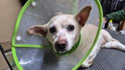 Found/Stray Female Dog last seen Avenida Barão de Mauá 1109 (próximo á Praça da Bíblia / PetCenter) - Mauá, RP1 (Regiões de Planejamento), SP 09310-230