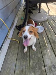 Reunited Female Dog last seen whitney Drive, Clay, AL 35048
