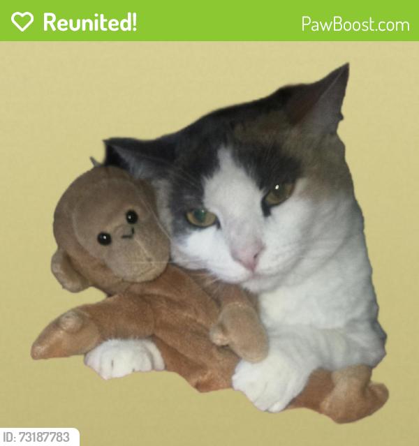 Reunited Female Cat last seen Sunset, West Covina, CA 91790