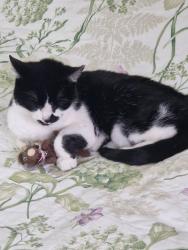 Lost Female Cat last seen Madley Witney, Oxfordshire, England OX28 1EJ