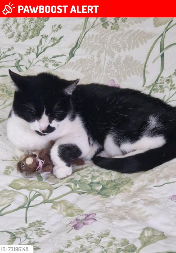 Lost Female Cat last seen Madley Witney, Oxfordshire, England OX28 1EJ