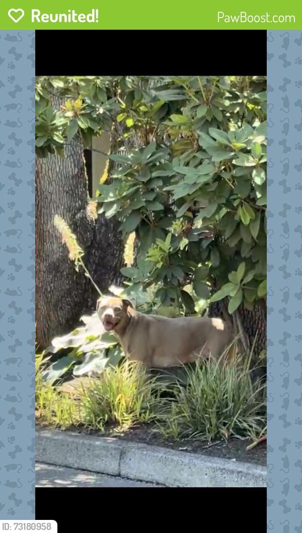 Reunited Female Dog last seen Near SW Hampton St, Tigard, OR 97223, USA, Tigard, OR 97223