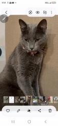 Lost Female Cat last seen Near Stockwood Ln Jacksonville Florida, Jacksonville, FL 32225