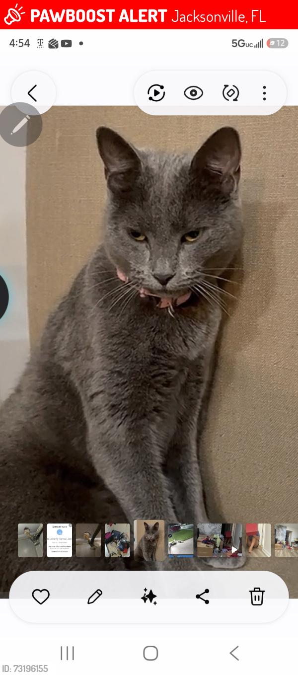 Lost Female Cat last seen Near Stockwood Ln Jacksonville Florida, Jacksonville, FL 32225