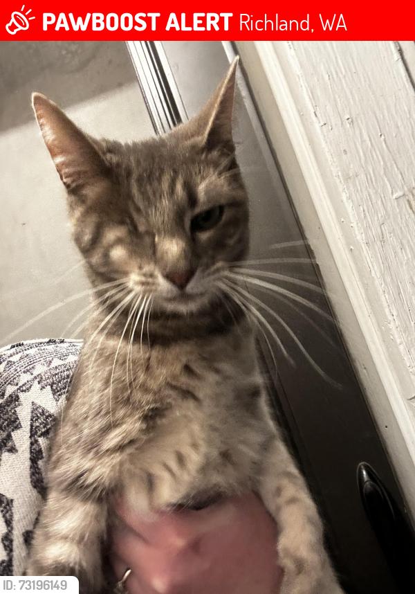 Lost Female Cat last seen Winslow and Pullen, Richland, WA 99354