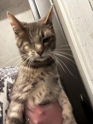 Lost Female Cat last seen Winslow and Pullen, Richland, WA 99354