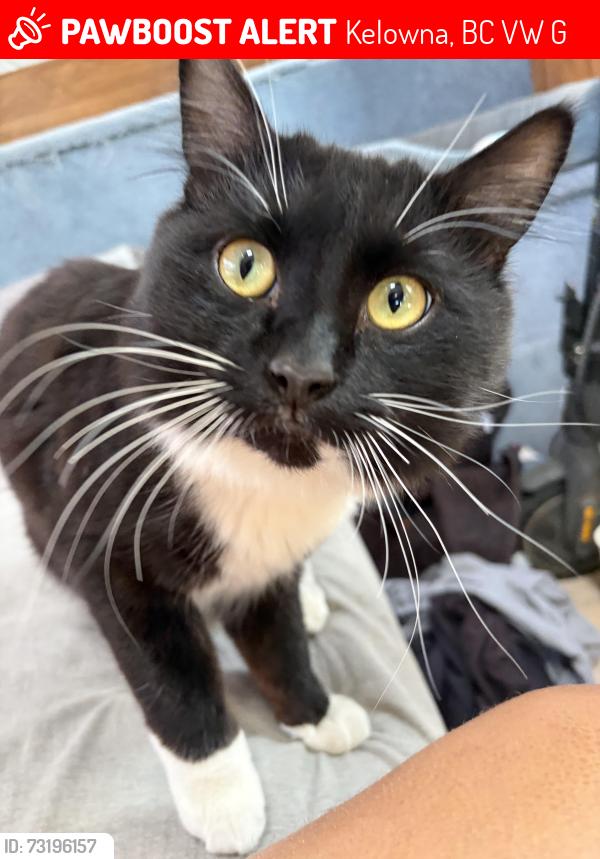Lost Male Cat last seen Near byrns rd, Kelowna, BC V1W 2G4