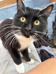 Lost Male Cat last seen Near byrns rd, Kelowna, BC V1W 2G4