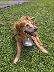 Reunited Female Dog last seen Holly drive., Palm Beach Gardens, FL 33410