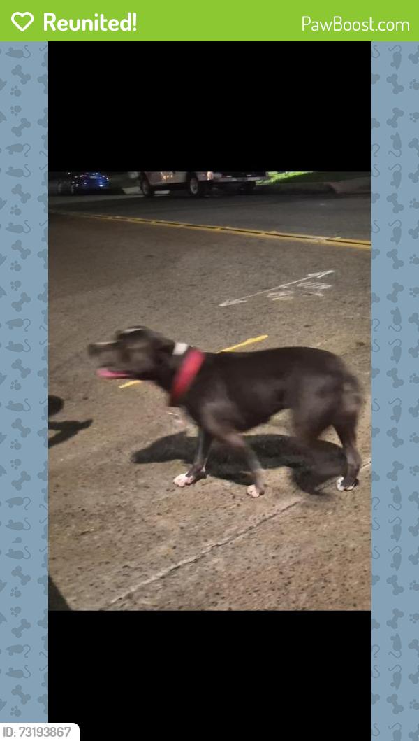 Reunited Female Dog last seen Michigan Ave & south Tremont, Oceanside, CA 92054