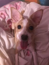 Reunited Female Dog last seen Hinsdale pl Newark NJ 07104, Newark, NJ 07104
