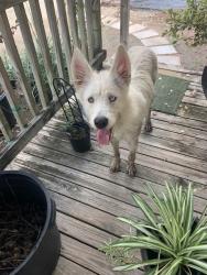 Reunited Female Dog last seen Alabonson & Greenway Forest, Houston, TX 77088
