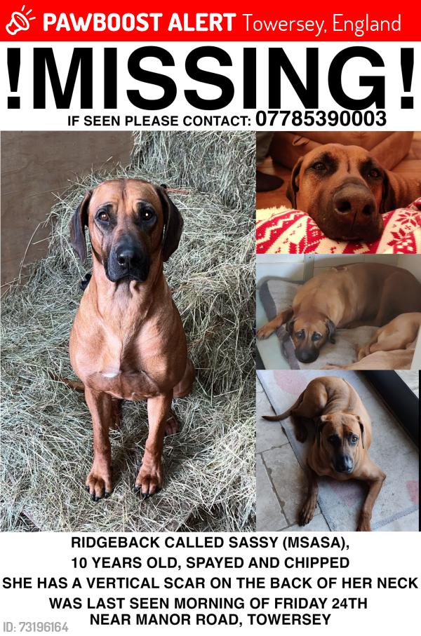 Lost Female Dog last seen Manor Road, Towersey, England 