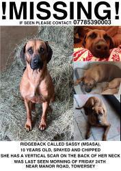 Lost Female Dog last seen Manor Road, Towersey, England 