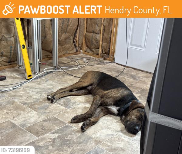 Found/Stray Male Dog last seen Sr 29, Hendry County, FL 33975