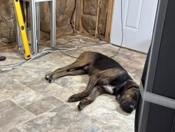 Found/Stray Male Dog last seen Sr 29, Hendry County, FL 33975