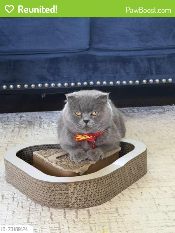 Reunited Female Cat last seen Near, Tonawanda Town, NY 14223