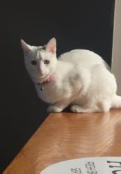 Lost Female Cat last seen Near west martin st, Kissimmee, FL 34741