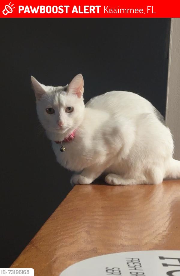 Lost Female Cat last seen Near west martin st, Kissimmee, FL 34741