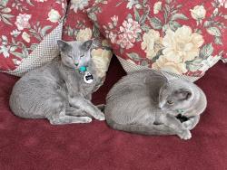 Lost Male Cat last seen S.Holly St. and E. Fair Ave., Centennial, CO 80121